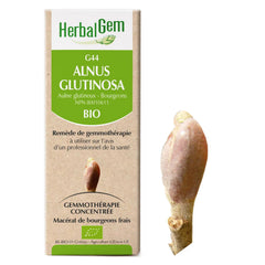 G44 - Alnus glutinosa - Aulne glutineux