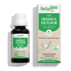 G30 - Fraxinus excelsior (frêne)