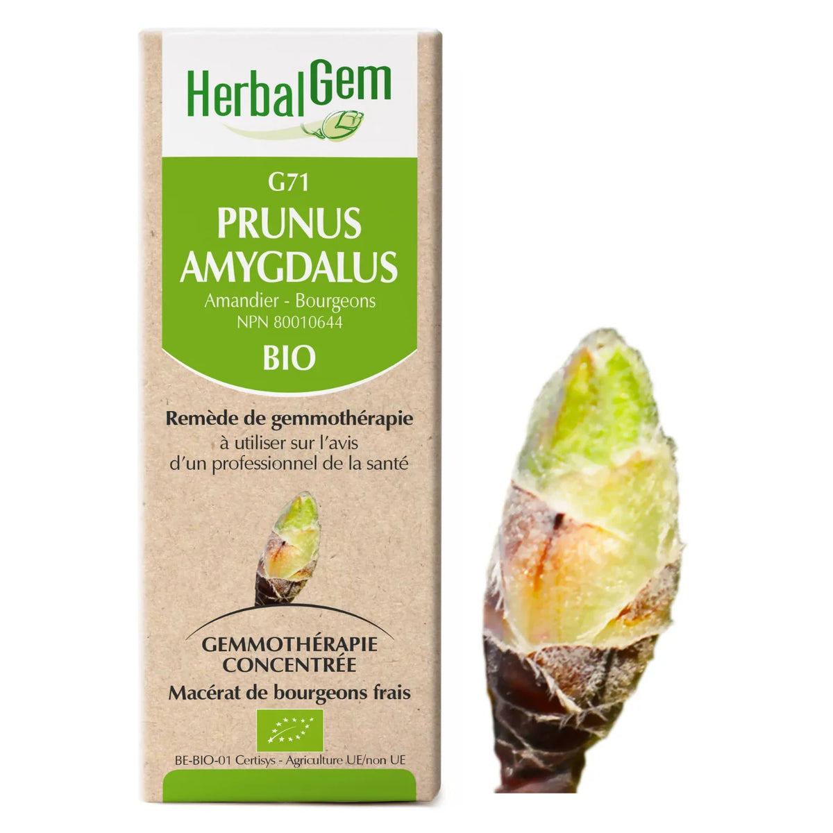 G71 - Prunus amygdalus - Amandier