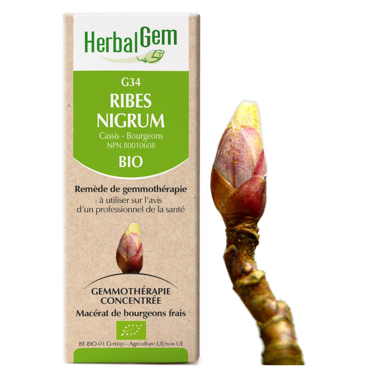G34 - Ribes Nigrum - cassis