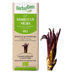 G35 - Sambucus nigra - Sureau Noir