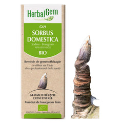 G69 - Sorbus domestica - Sorbier