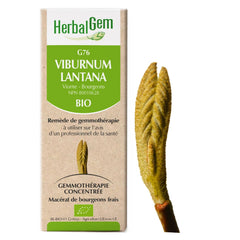 G76 - Viburnum lantana - Viorne