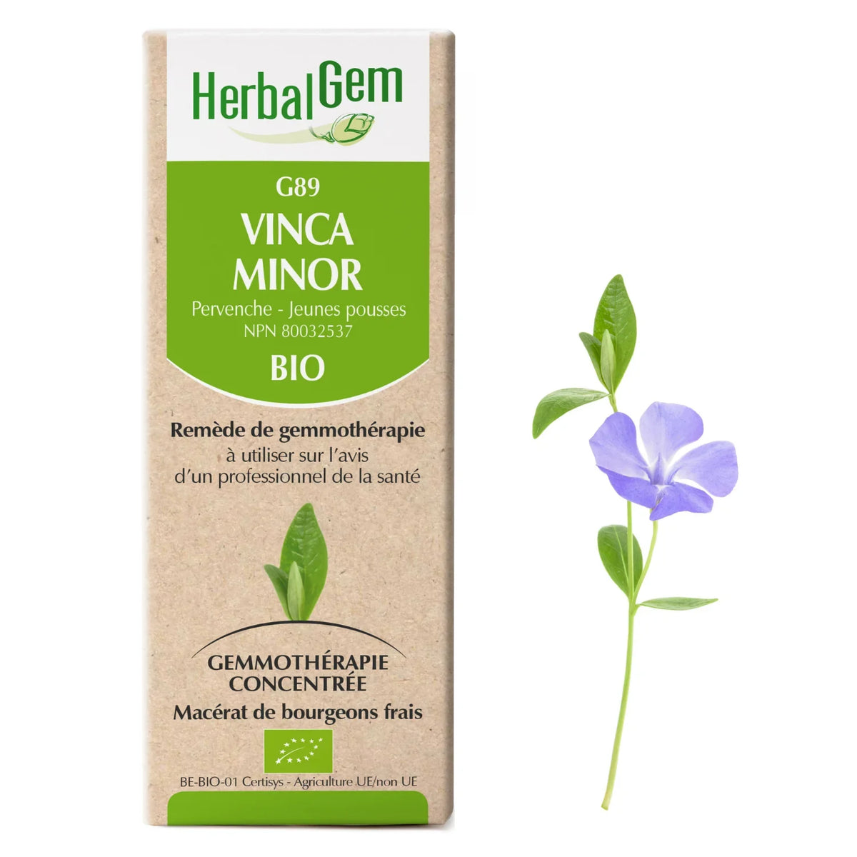 G89 - Vinca minor - pervenche mineure