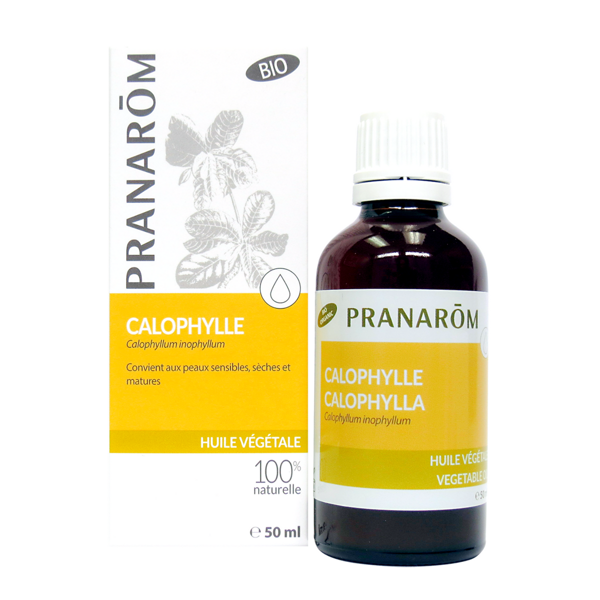 Calophylle